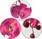 Artificial Orchids Real Touch Phalaenopsis Flowers - Lifelike and Elegant Decoration